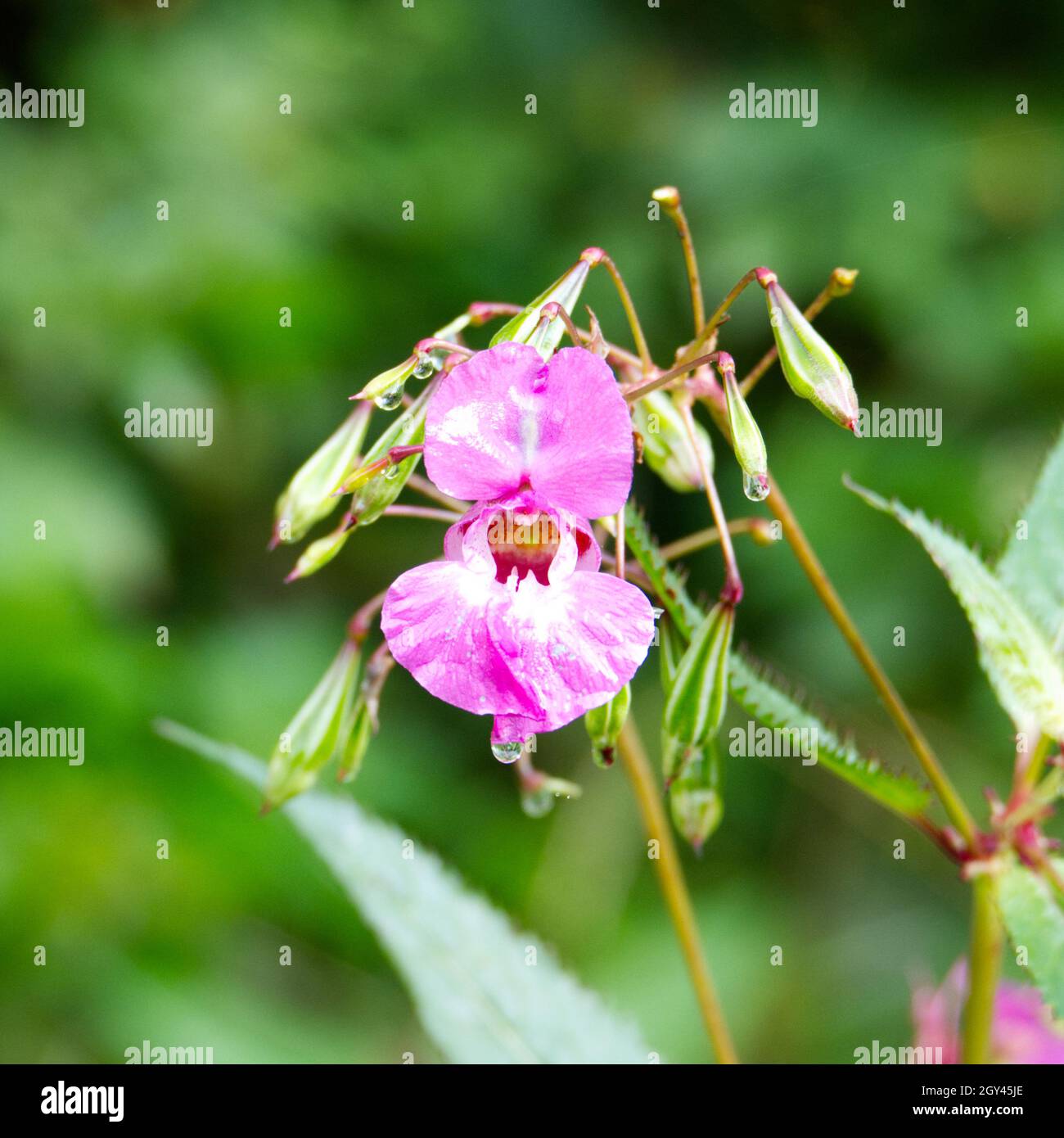 Il fiore rosa brillante e cialde di semi di balsamo Himalayan (Impatiens glandulifera). È originaria dell'Himalaya ed è una specie invasiva in Europa. Foto Stock