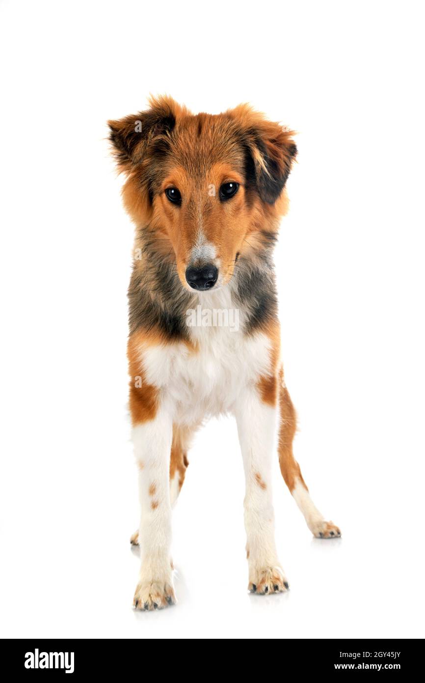 Shetland Sheepdog davanti a uno sfondo bianco Foto Stock