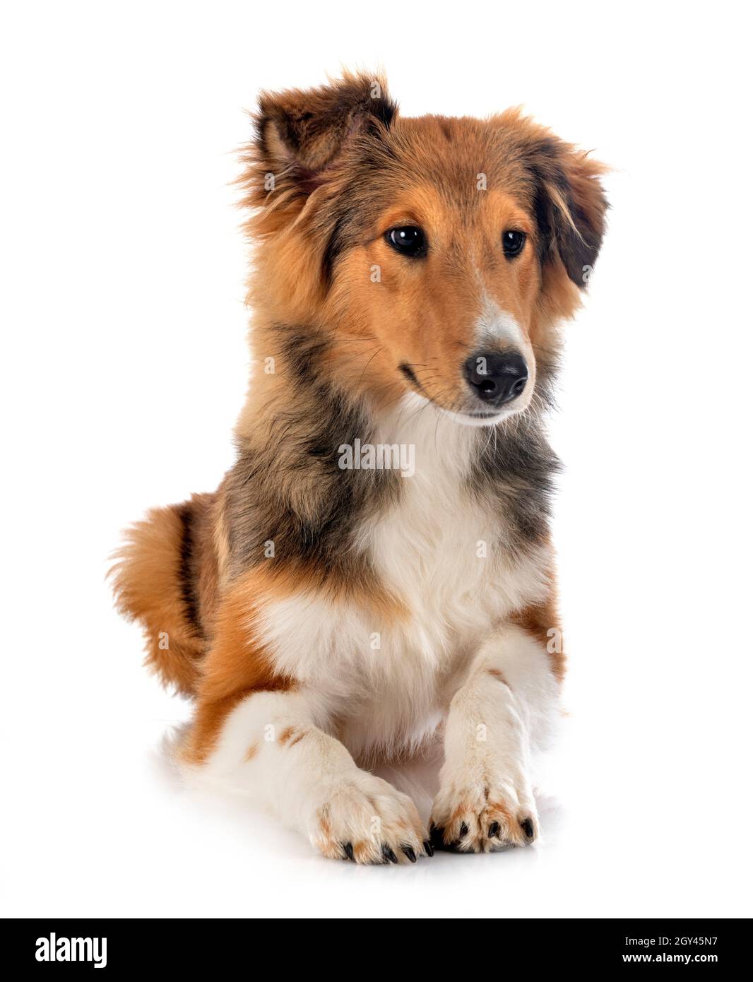 Shetland Sheepdog davanti a uno sfondo bianco Foto Stock