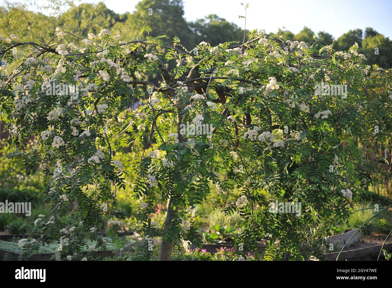 La cenere di montagna europea piangente (Sorbus aucuparia Pendula) fiorisce in un giardino nel mese di maggio Foto Stock