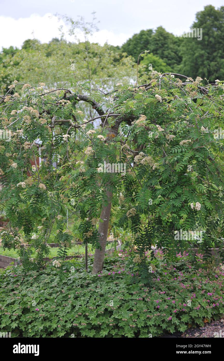 La cenere di montagna europea piangente (Sorbus aucuparia Pendula) fiorisce in un giardino nel mese di maggio Foto Stock