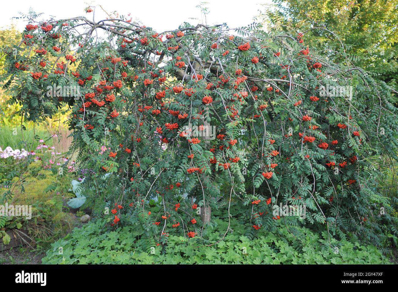 La cenere di montagna europea piangente (Sorbus aucuparia Pendula) porta frutti rossi in un giardino nel mese di agosto Foto Stock