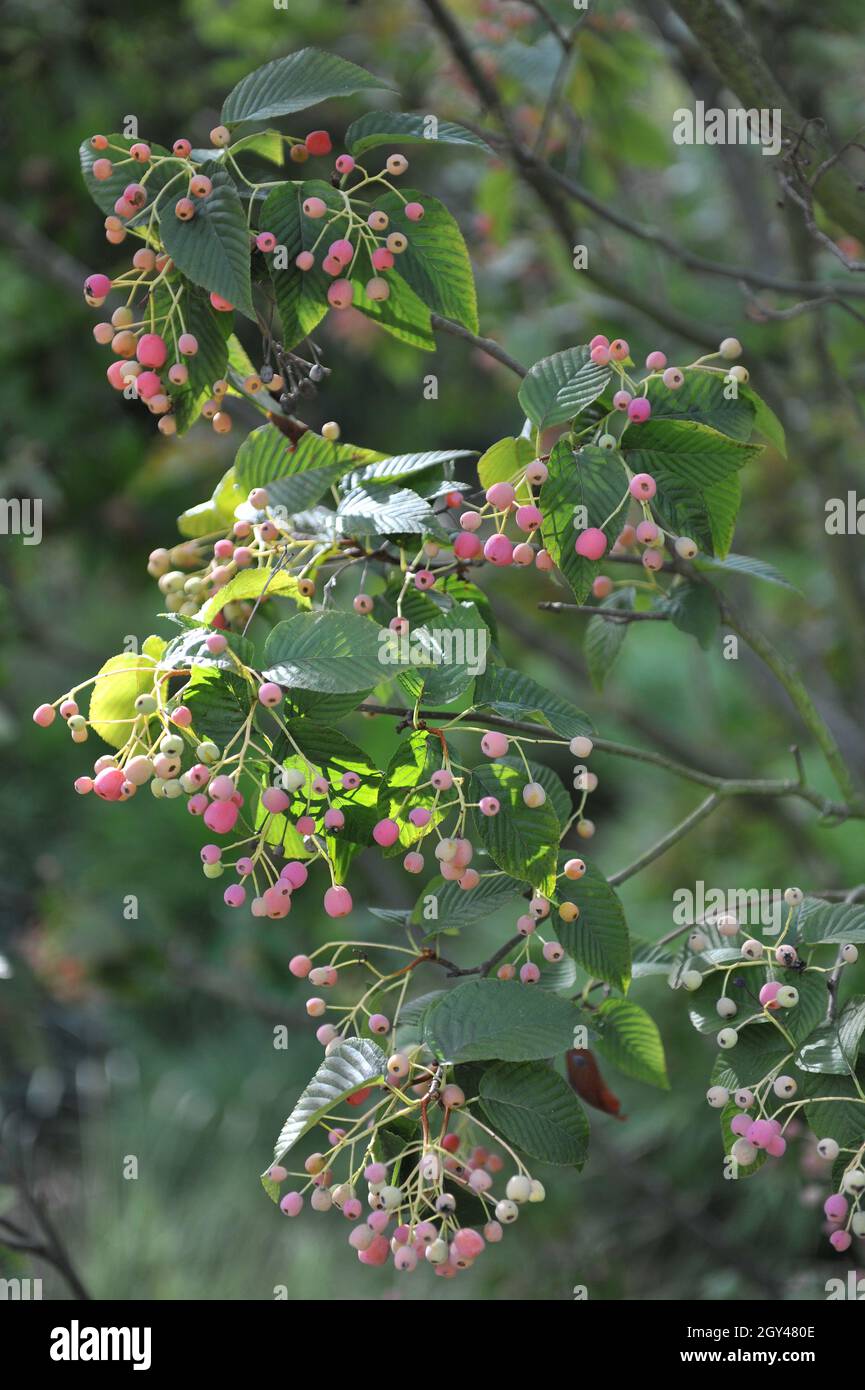 La cenere di montagna coreana (Sorbus alnifolia) porta frutti rosa nel mese di settembre Foto Stock