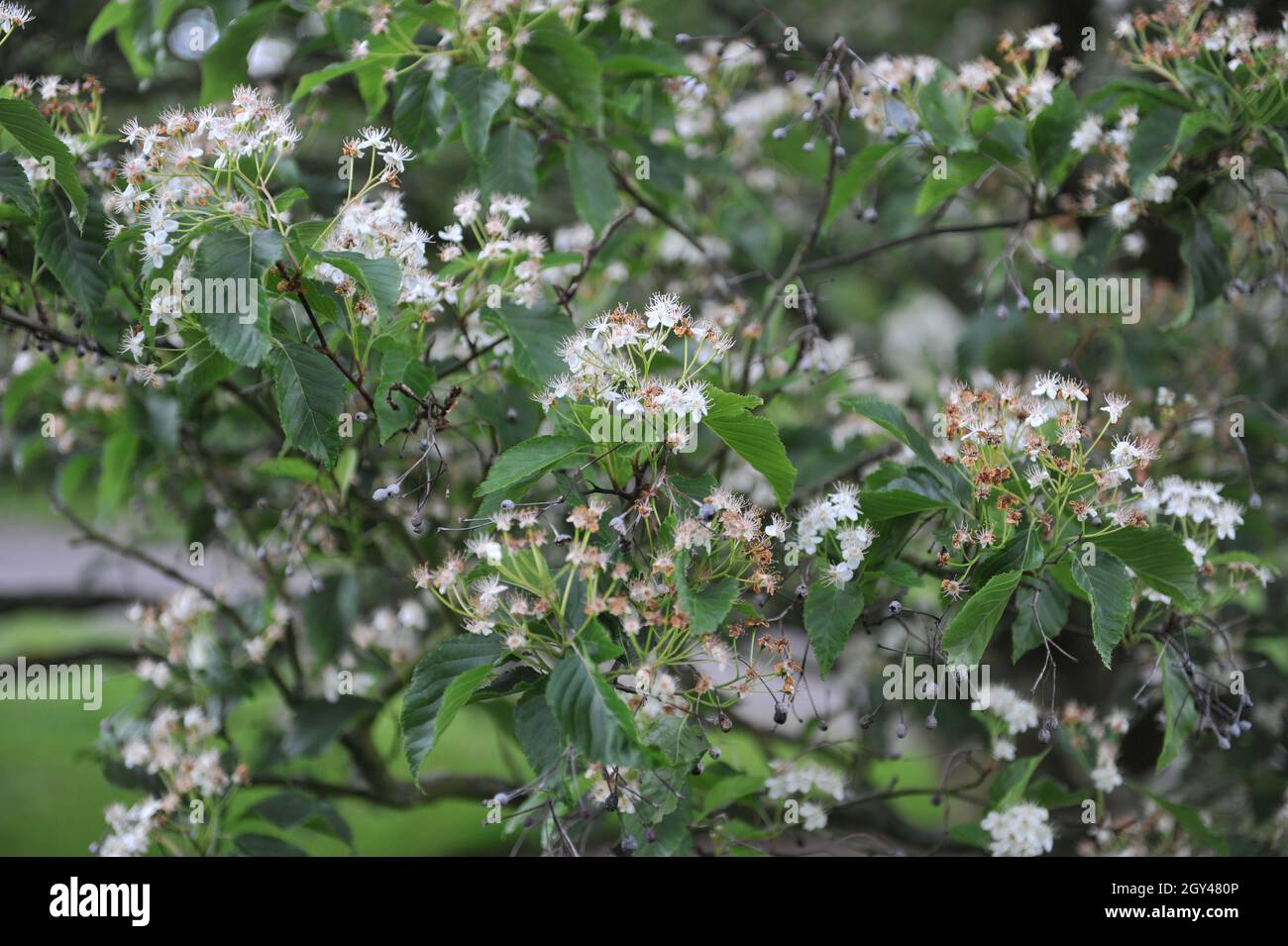 La cenere di montagna coreana (Sorbus alnifolia) fiorisce in un giardino nel mese di maggio Foto Stock