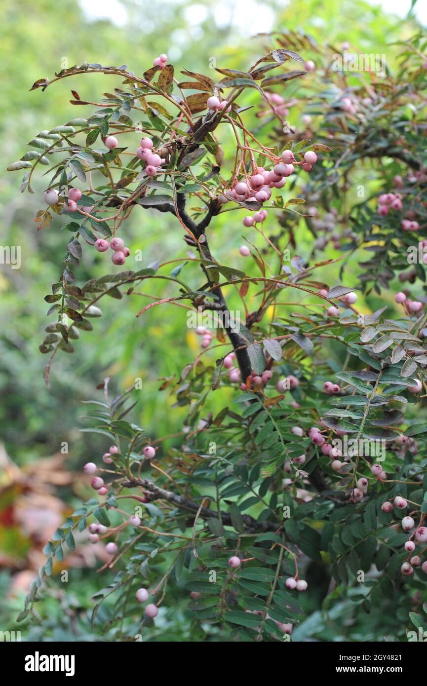 La cenere di montagna (Sorbus apiculata) porta frutti rosa nel mese di settembre Foto Stock