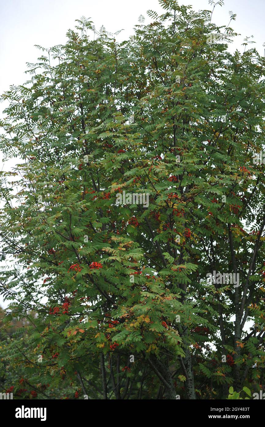 La cenere di montagna europea (Sorbus aucuparia) porta frutti rossi in un giardino nel mese di settembre Foto Stock