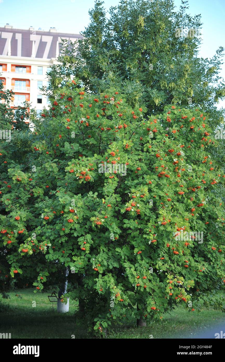 La cenere di montagna europea (Sorbus aucuparia) porta frutti rossi in un giardino nel mese di settembre Foto Stock