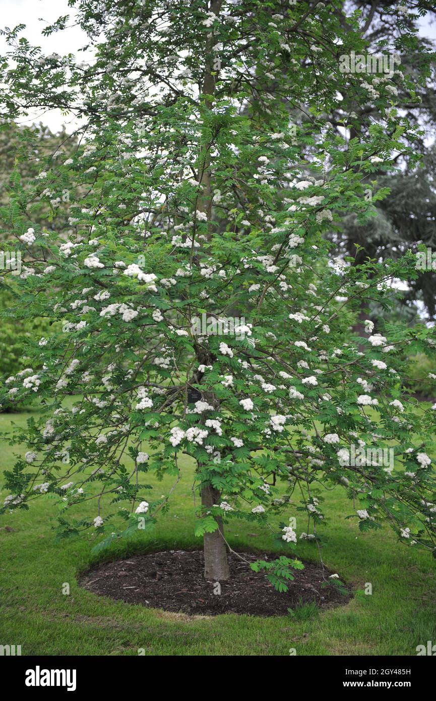 La cenere di montagna europea (Sorbus aucuparia) fiorisce in un giardino nel mese di maggio Foto Stock