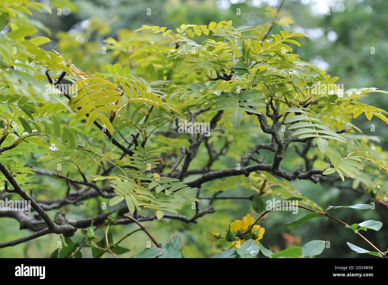 Scolorimento Sorbus in un giardino nel mese di settembre Foto Stock