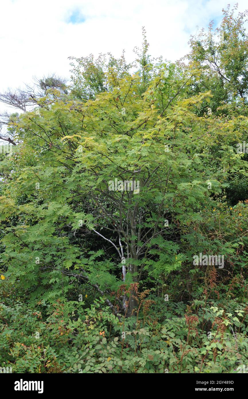 Scolorimento Sorbus in un giardino nel mese di settembre Foto Stock