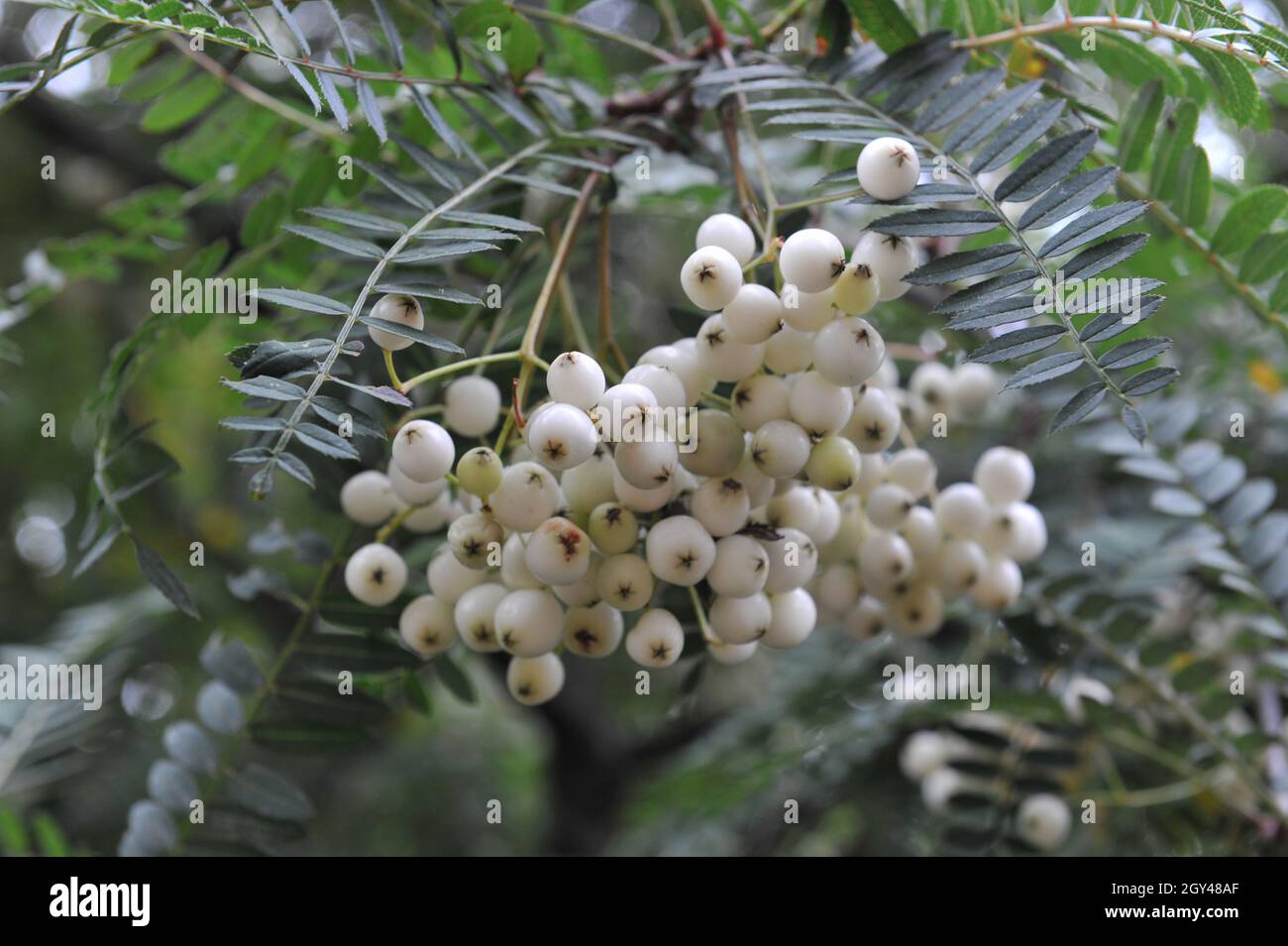 Sorbus eburnea porta frutti bianchi in un giardino nel mese di settembre Foto Stock