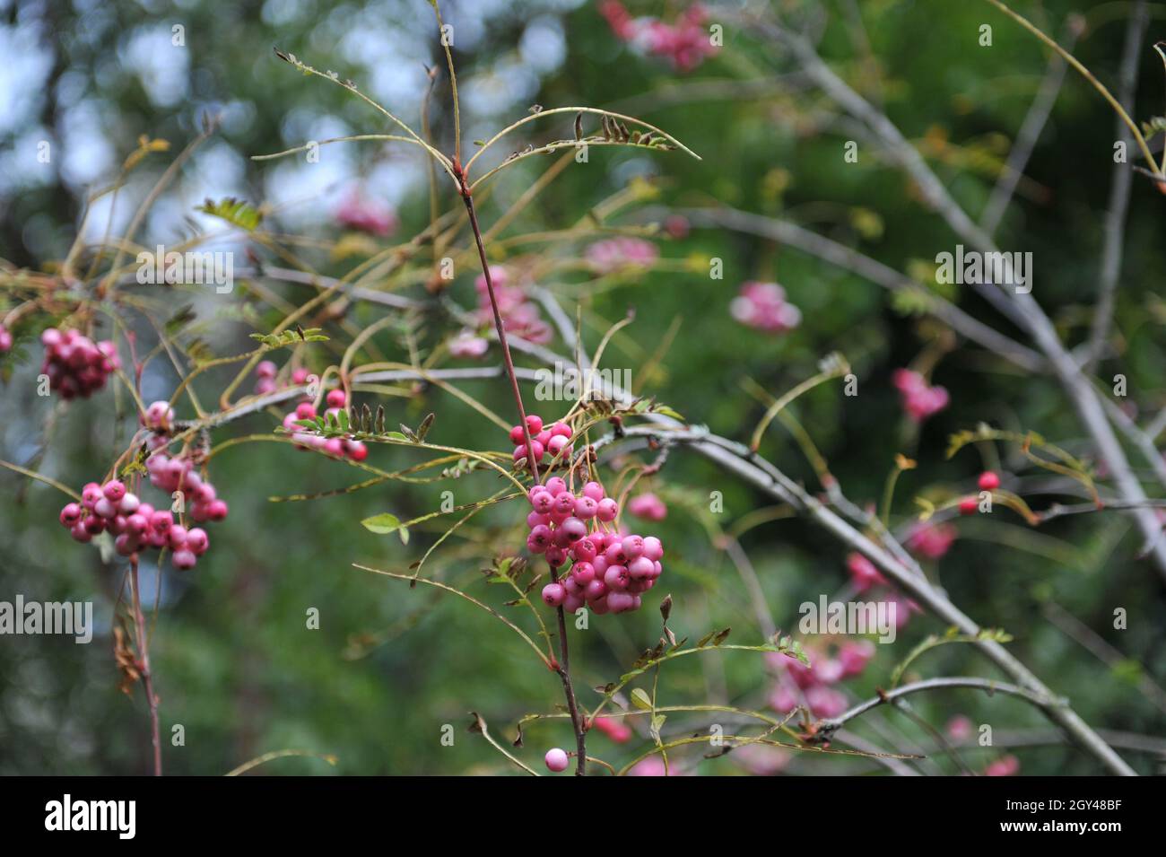 Sorbus himalaica porta frutti rosa in un giardino nel mese di settembre Foto Stock