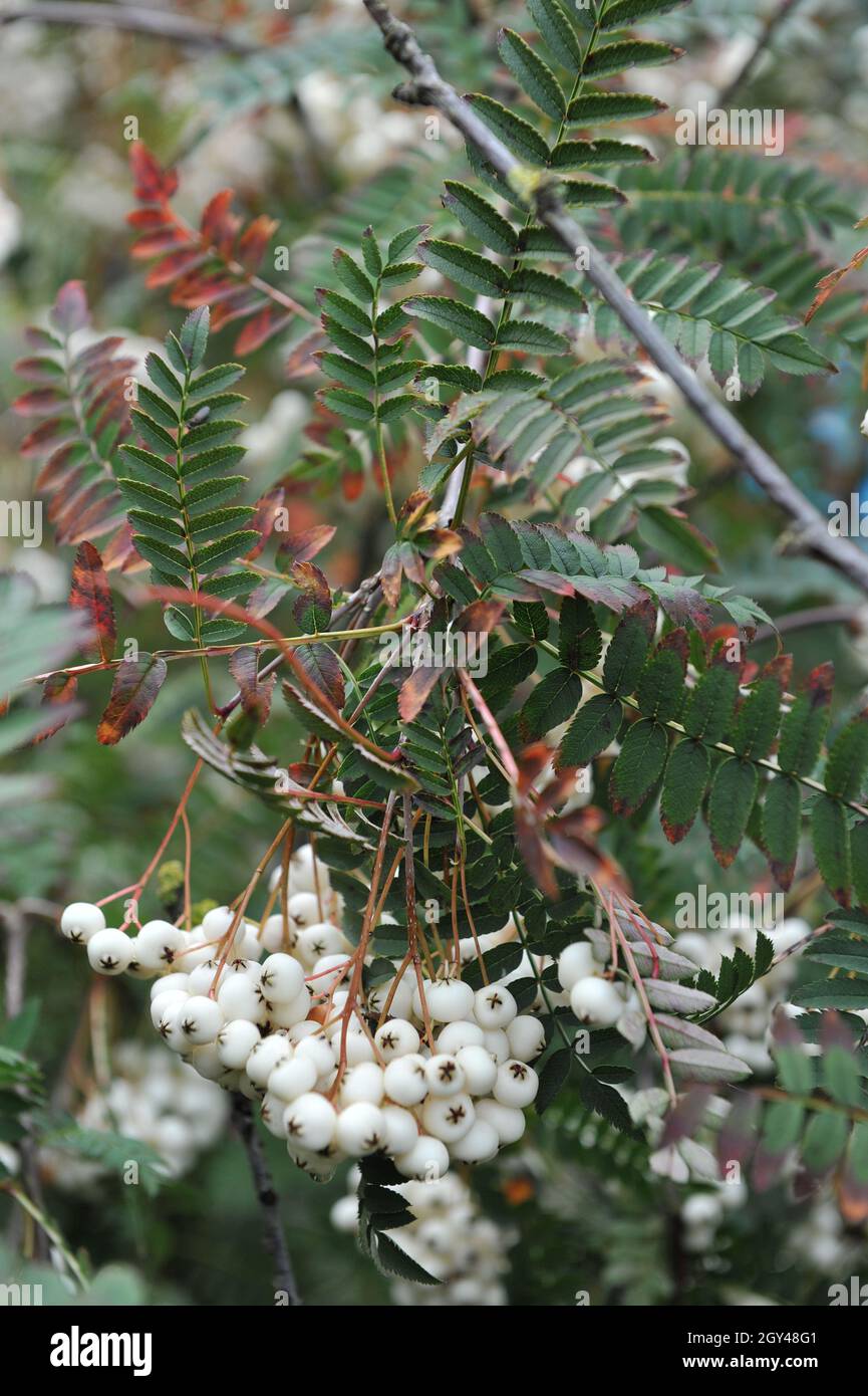 La cenere di montagna di Koehne (Sorbus koehneana) porta frutti bianchi in un giardino nel mese di agosto Foto Stock