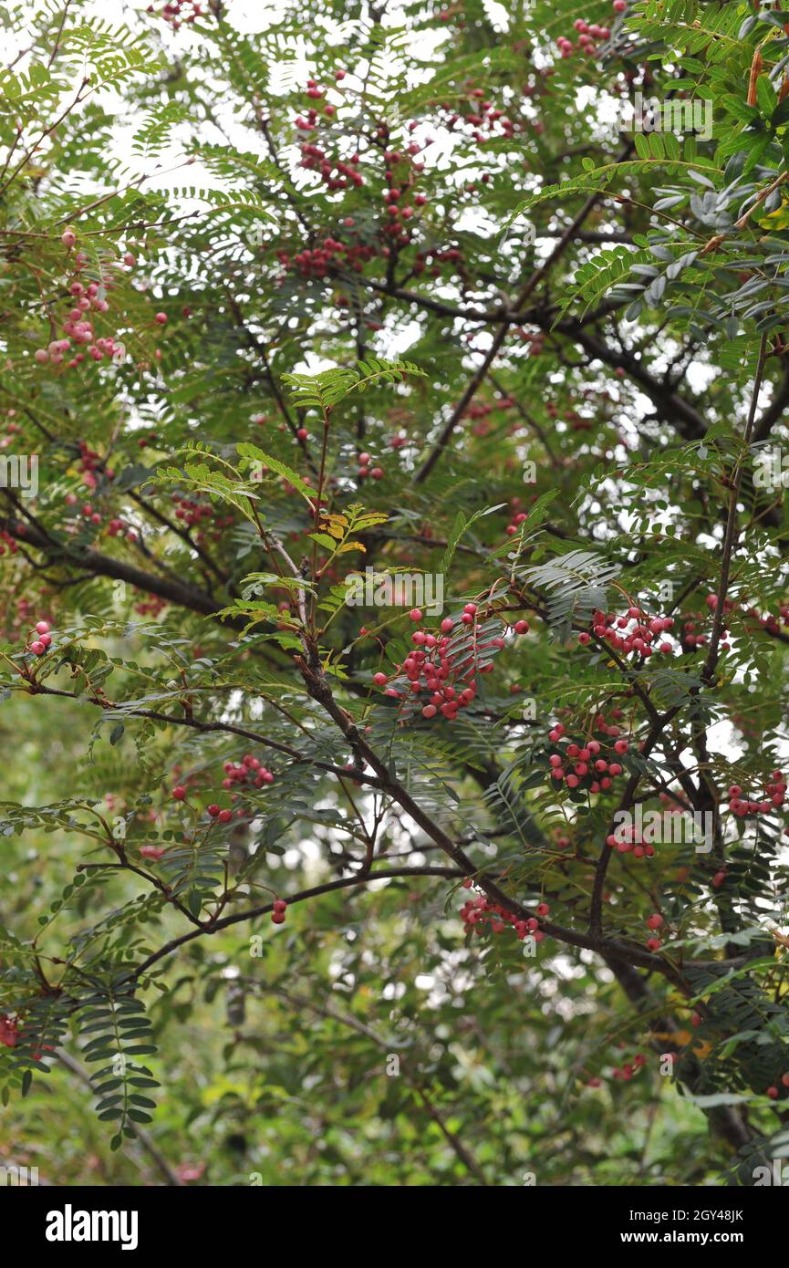 Sorbus pseudovilmorinii porta frutti rosa in un giardino nel mese di settembre Foto Stock