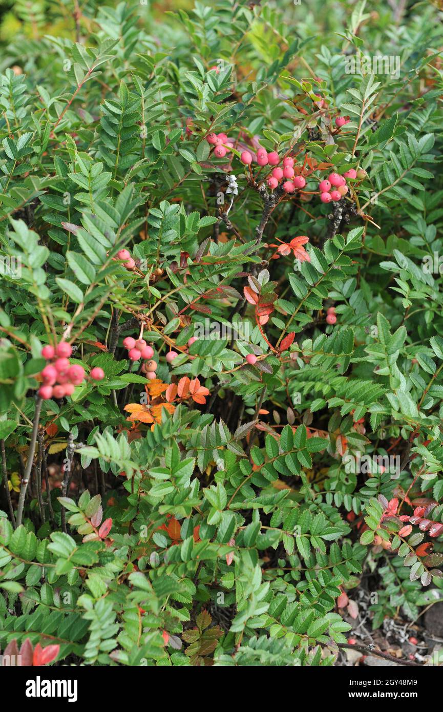 La cenere di montagna nana cinese (Sorbus reducta) porta frutti rosa in un giardino nel mese di settembre Foto Stock