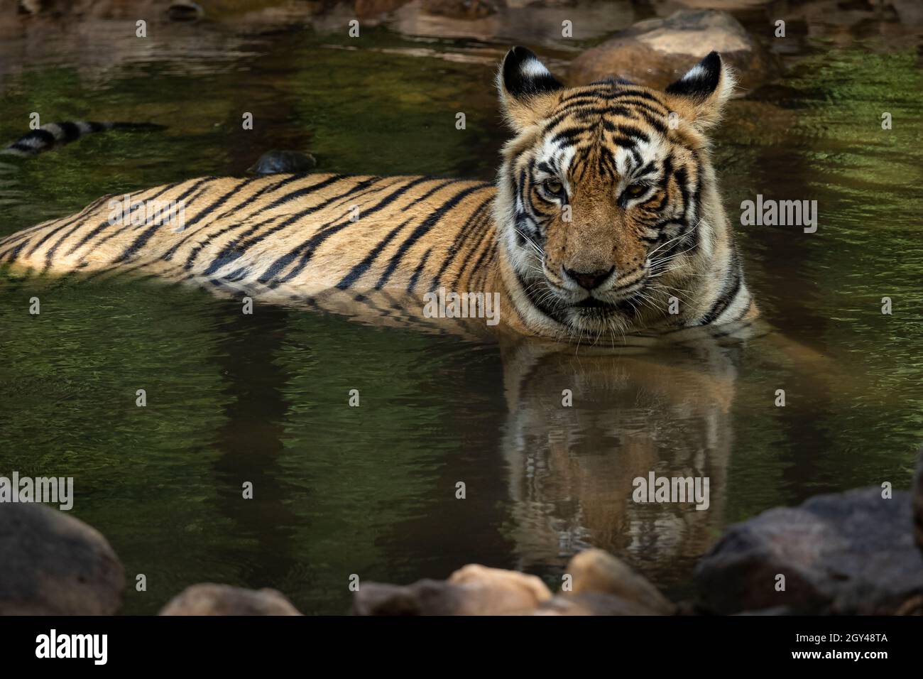 Royal Bengala Tiger nelle foreste monsoniche di Ranthambore Foto Stock