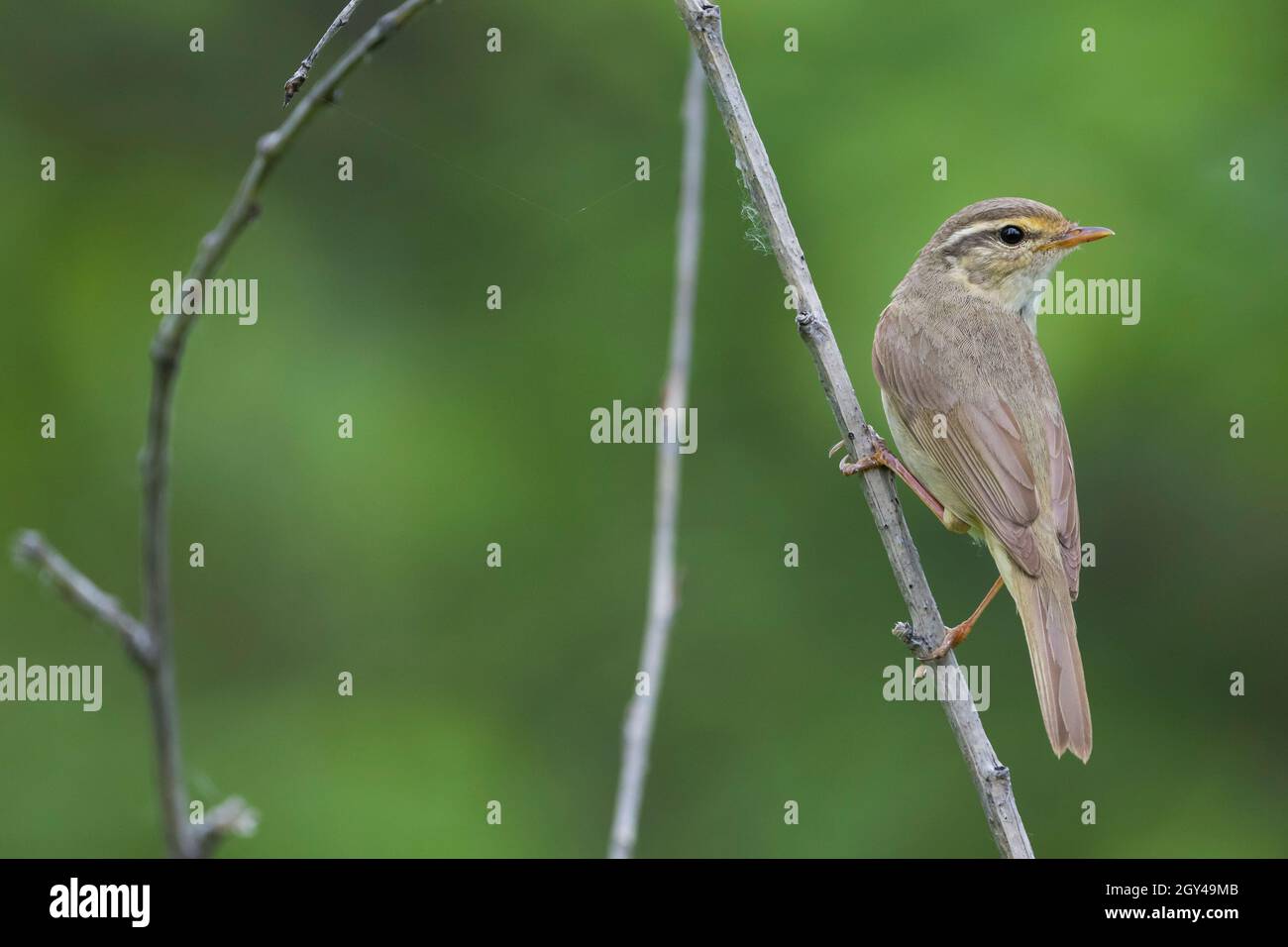 Radde's Warbler - Bartlaubsänger - Phylloscopus schwarzi, Russia, adulto Foto Stock