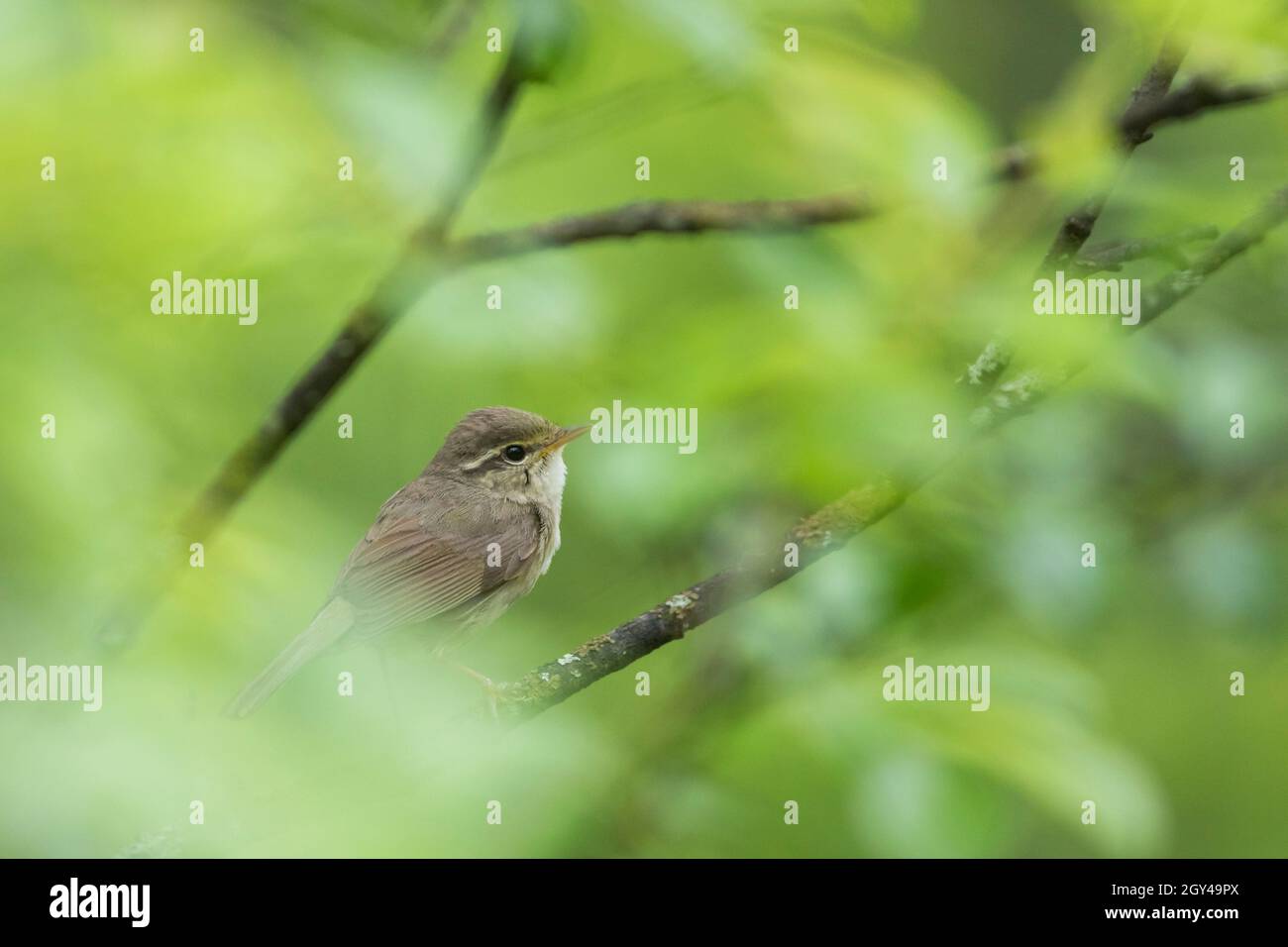 Radde's Warbler - Bartlaubsänger - Phylloscopus schwarzi, Russia, adulto Foto Stock