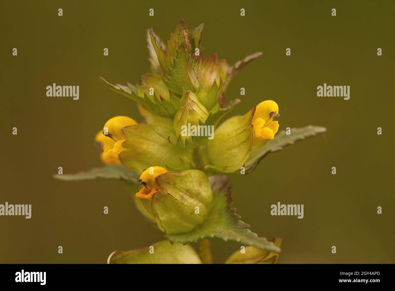 Primo piano sui fiori gialli del maggiore ranthus angustifolius Foto Stock