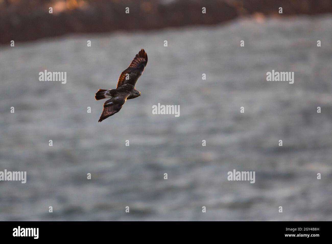 Buzzard - Raufussbussard - Buteo lagopus ssp. Lagopus, Germania Foto Stock