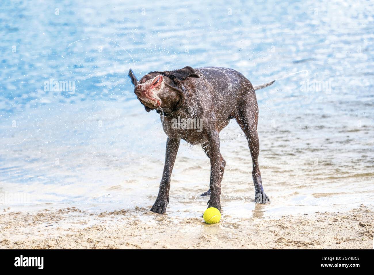 La lancetta tedesca dai capelli corti si trova sulla sabbia. Il cane si scrolla dopo il nuoto nel lago blu. Alette per orecchie e bocca, spruzzi d'acqua volano Foto Stock