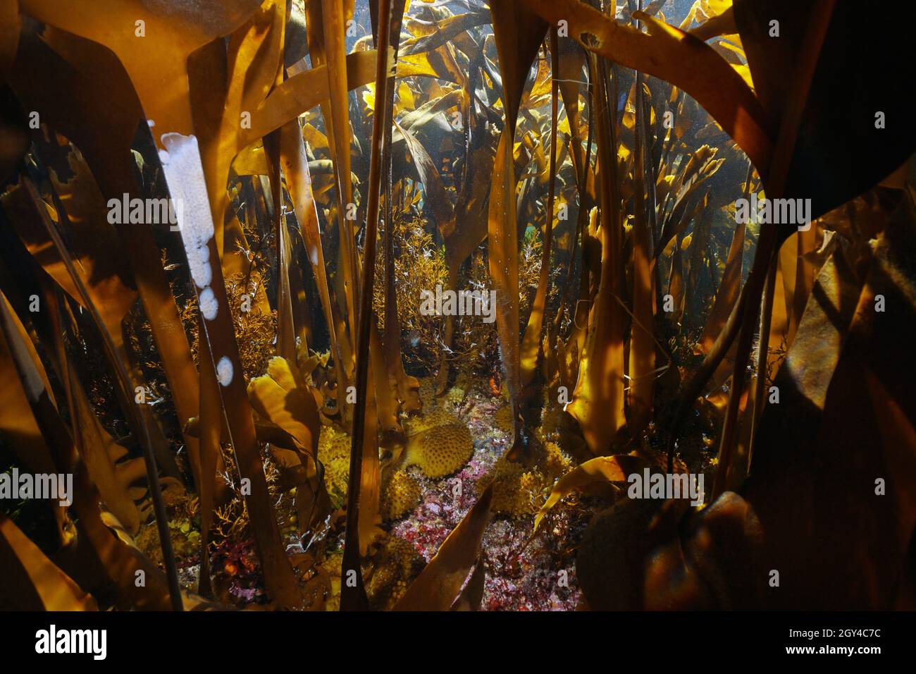 Foresta subacquea densa di kelp nell'oceano Atlantico (alghe alghe di mare Furmantice, Saccordhiza polischidi), Spagna, Galizia Foto Stock