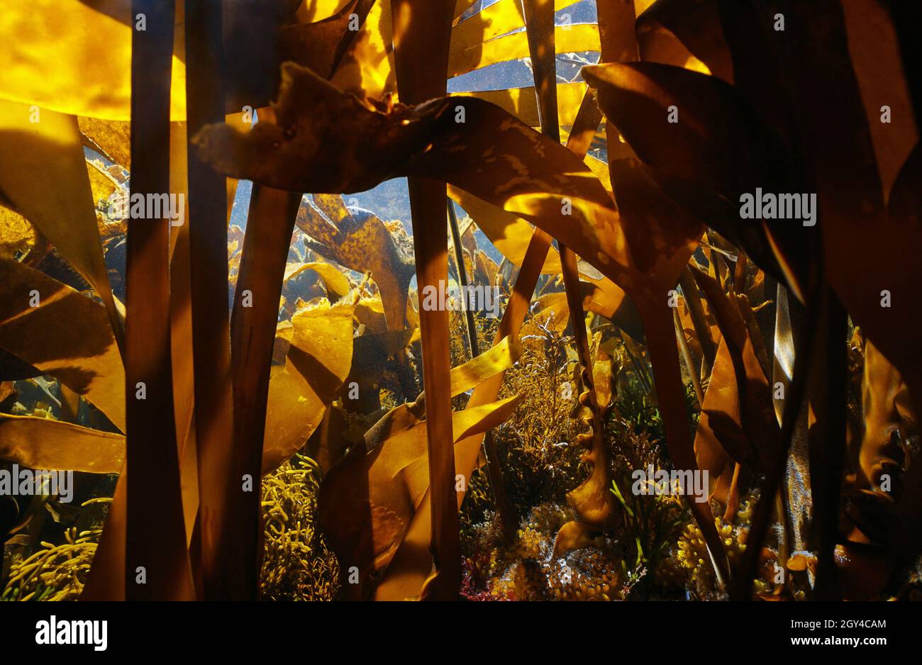 Sott'acqua all'interno della foresta di kelp nell'oceano (alghe marine Furmantice, Saccordhiza polischidi), Atlantico orientale, Spagna, Galizia Foto Stock