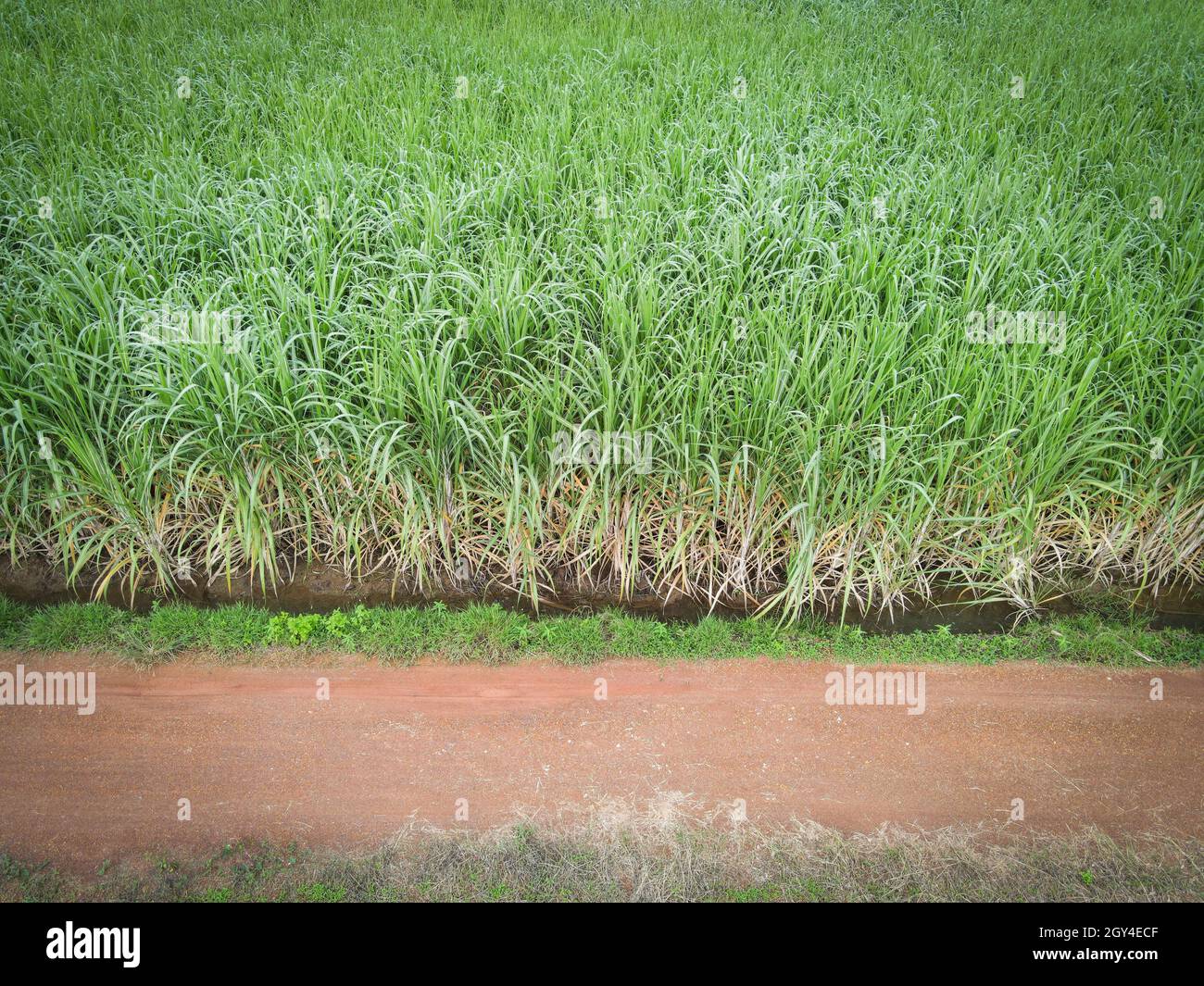 Vista dall'alto campo di canna da zucchero dall'alto con parcelle agricole di colture verdi, vista aerea campo di canna da zucchero natura pianta agricola sfondo Foto Stock