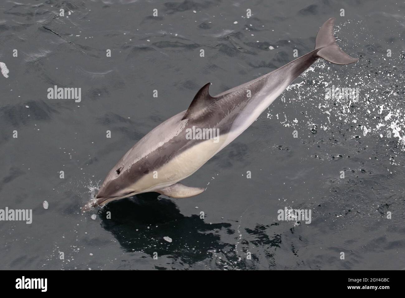 Sequenza 12 - sequenza di 7 foto di un delfino comune che salga nelle acque del Regno Unito Foto Stock