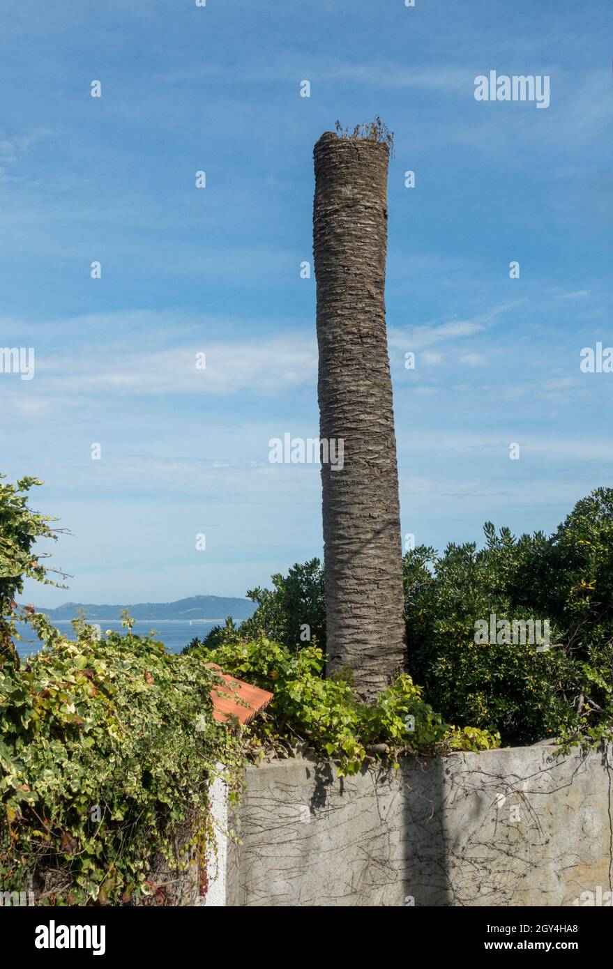 Palma da dattero delle isole Canarie colpita da Red Palm Weevil, (Rhynchophorus ferrugineus) lasciando solo tronco. Spagna. Foto Stock