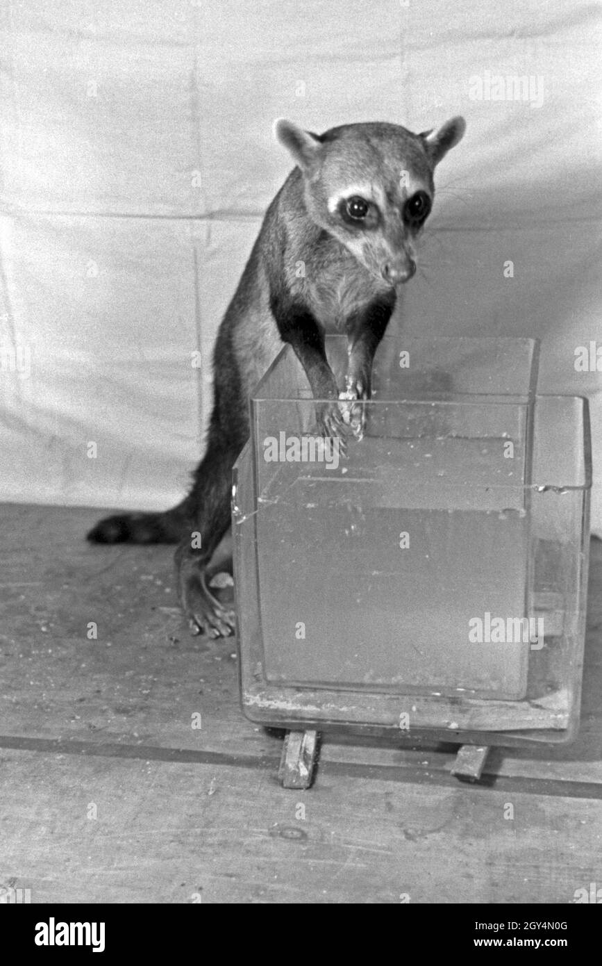 Versuchsanordnung Mit einem jungen Waschbären in einem Tierversuch am Tierpsychologischen Institut der Universität Wilhelms di Münster, Deutschland 1930er Jahre. Disposizione sperimentale con un giovane racoon in un esperimento sugli animali presso l'Istituto di psicologia animale di Wilhelms university a Muenster, Germania 1930s. Foto Stock