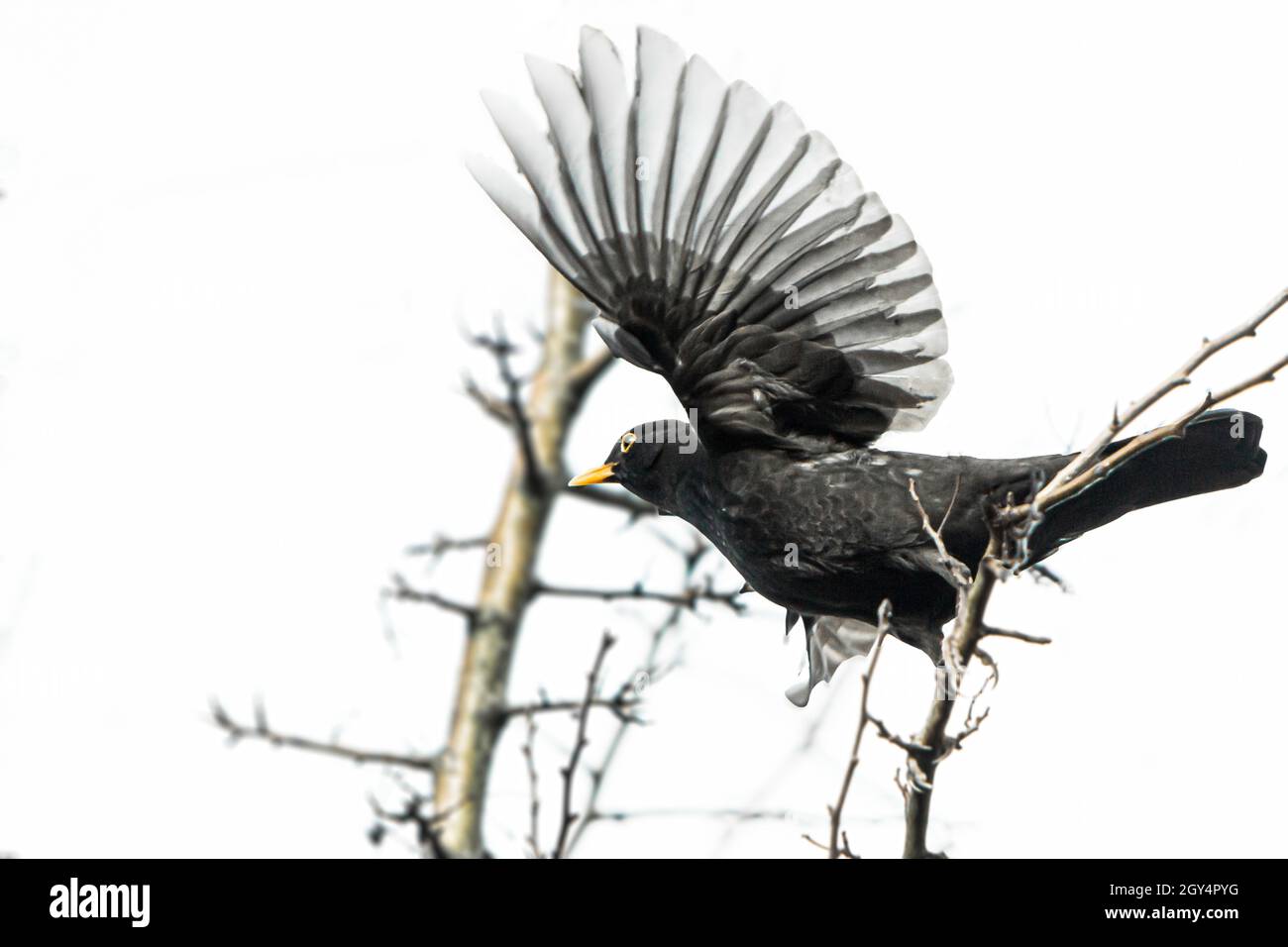 Blackbird decollo da un albero Foto Stock