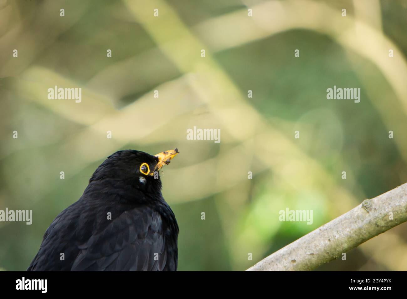 Blackbird giovanile su un ramo Foto Stock
