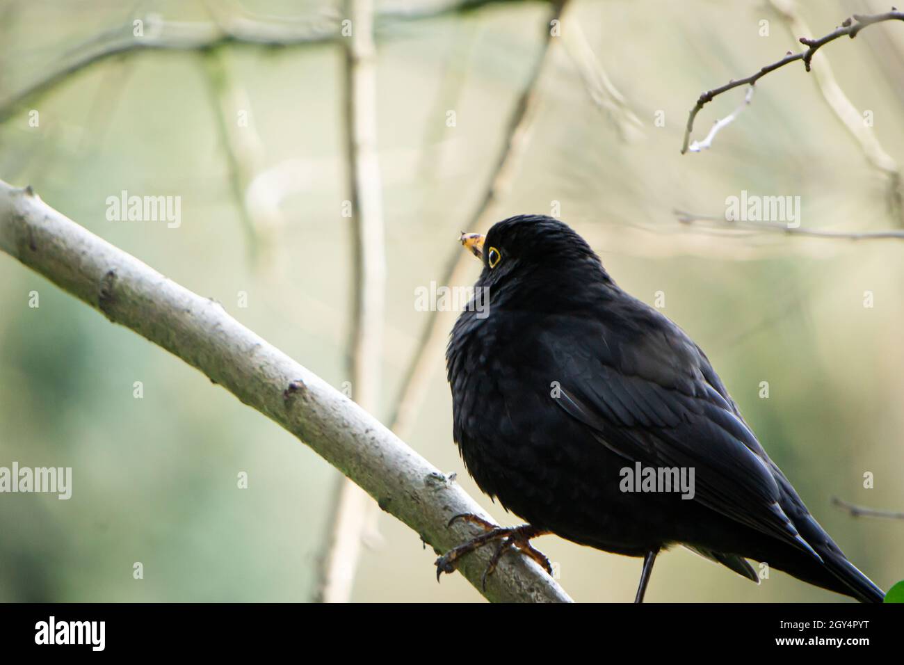 Blackbird giovanile su un ramo Foto Stock