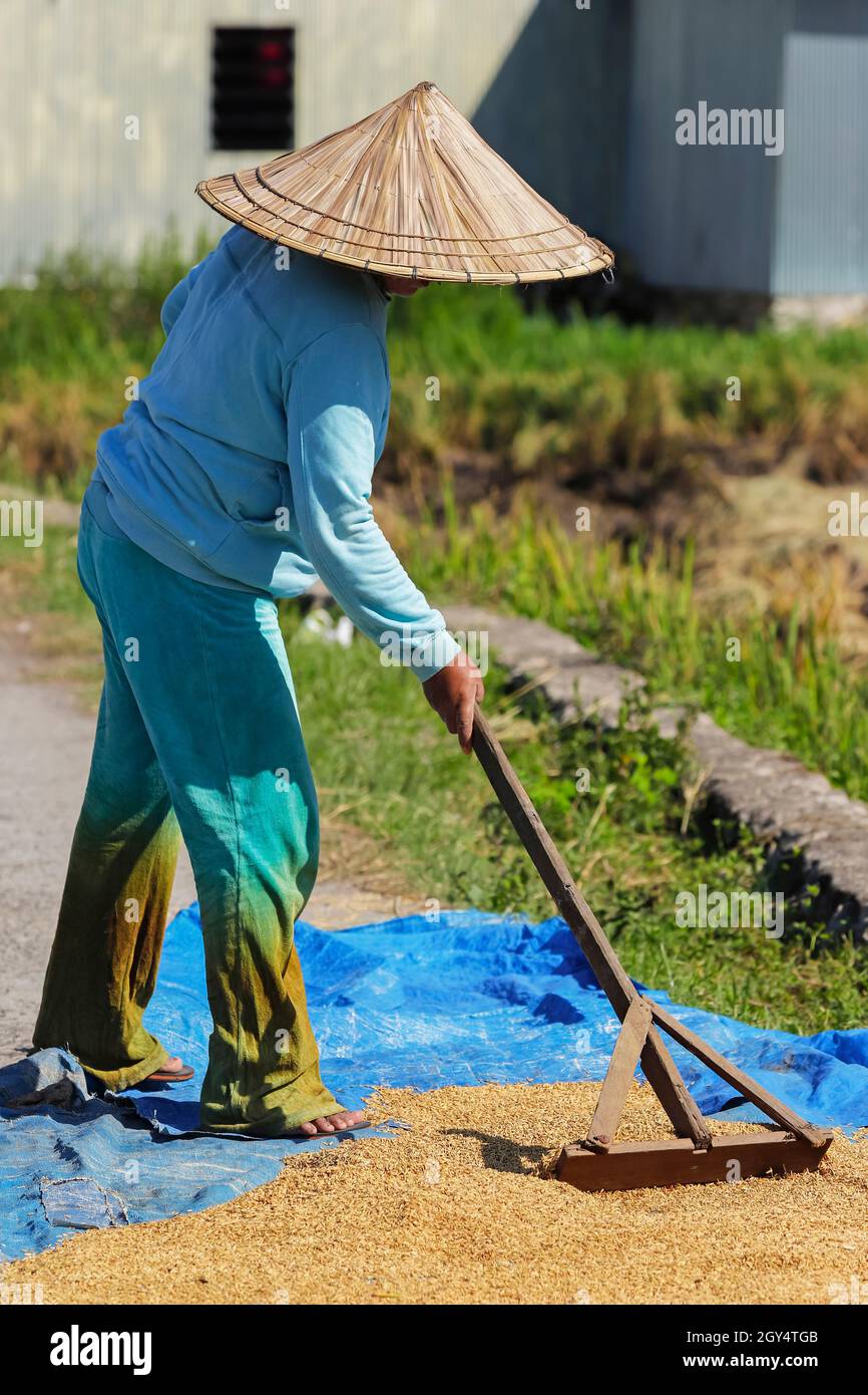 Uomo in cappello conico che rastrellano riso che asciuga su foglio di plastica in un villaggio in questa regione carsica calcarea. Rammang-Rammang, Maros, Sulawesi meridionale, Indonesia Foto Stock