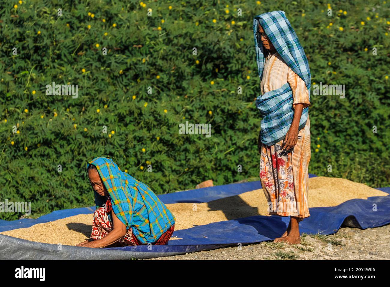 Le donne in villaggio scoprono il riso per asciugare al sole del mattino in questa regione carsica calcare scenografica, Rammang-Rammang, Maros, Sulawesi Sud, Indonesia Foto Stock