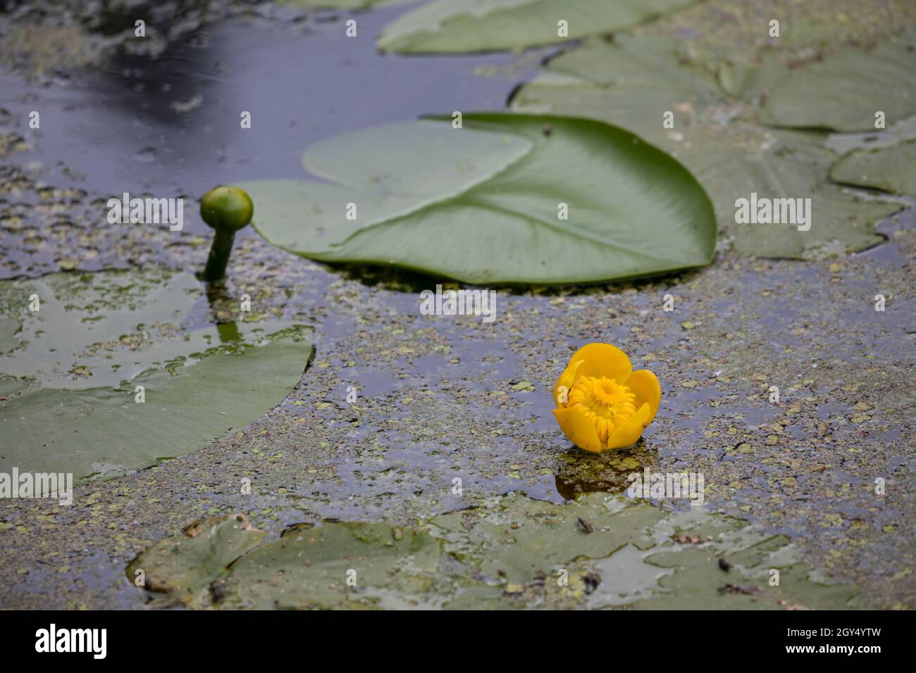 Gelbe Teichrose, Teichrose, Mummel, Nuphar lutea, bottiglia di Brandy, Giglio dello stagno giallo, giglio dell'acqua giallo, Nénuphar commun, Schwimmblatt-Pflanze, Schwimmbl Foto Stock