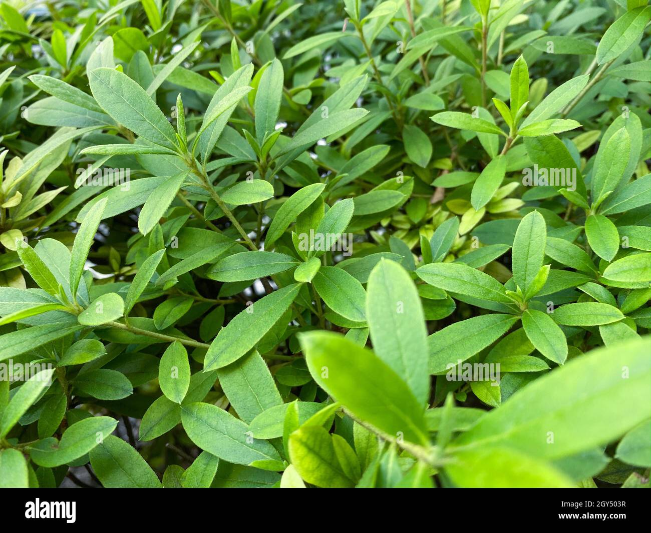 Tokyo, Giappone - 20 Novembre 2019: Banyan Tree Moraceae o ficus annata piccola foglia verde vegetale coltivata in strada Foto Stock