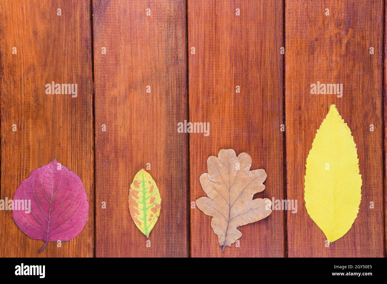 In fondo alla cornice sono 4 coloratissime foglie autunnali su sfondo di legno marrone. C'è un posto per l'iscrizione sopra le foglie Foto Stock
