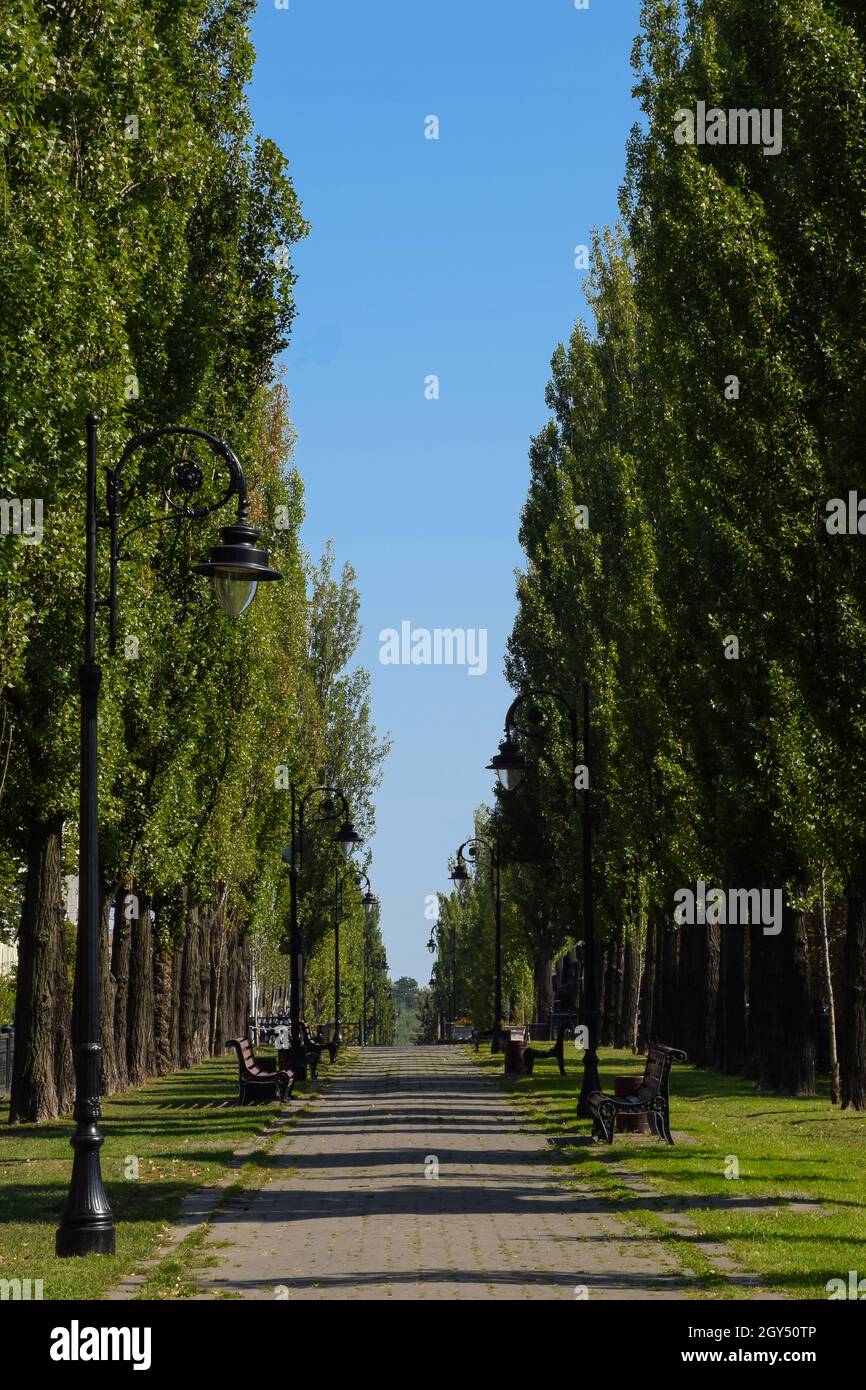 Un lungo vicolo estivo con alberi ai lati, lampioni e panchine vuote. Fotografato durante il giorno contro il cielo blu. Foto Stock