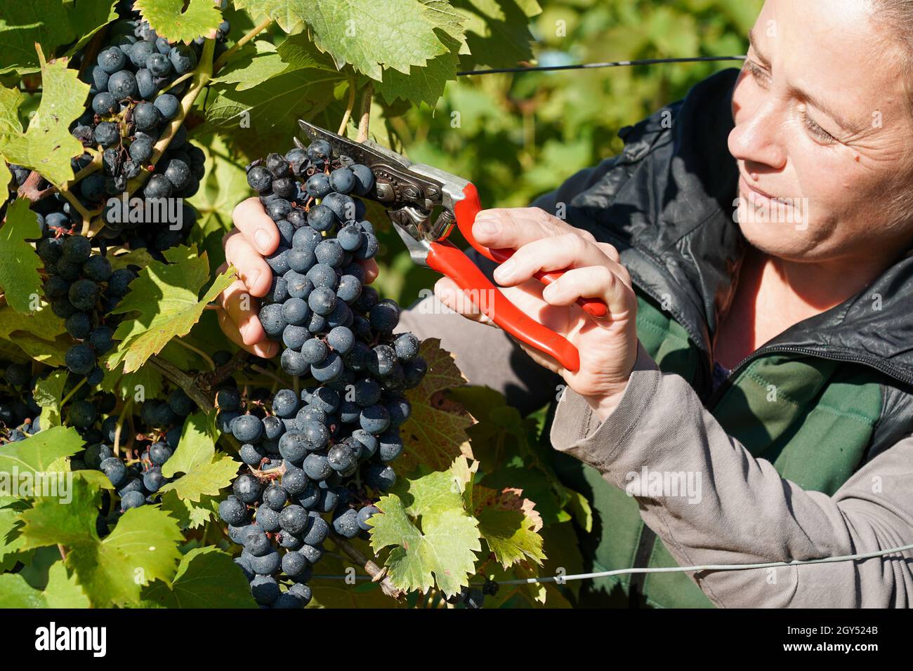 07 ottobre 2021, Sassonia-Anhalt, Höhnstedt: Il vendemmiatore Alida Farkas raccoglie la varietà Regent in raccolta a mano su un vigneto della Obstproduktion Höhnstedt GmbH. La raccolta a mano e la raccolta in generale è urgente a causa dell'umidità e sta per essere terminata. Höhnstedt appartiene alla regione vinicola Saale-Unstrut. Foto: Peter Endig/dpa-Zentralbild/dpa Foto Stock