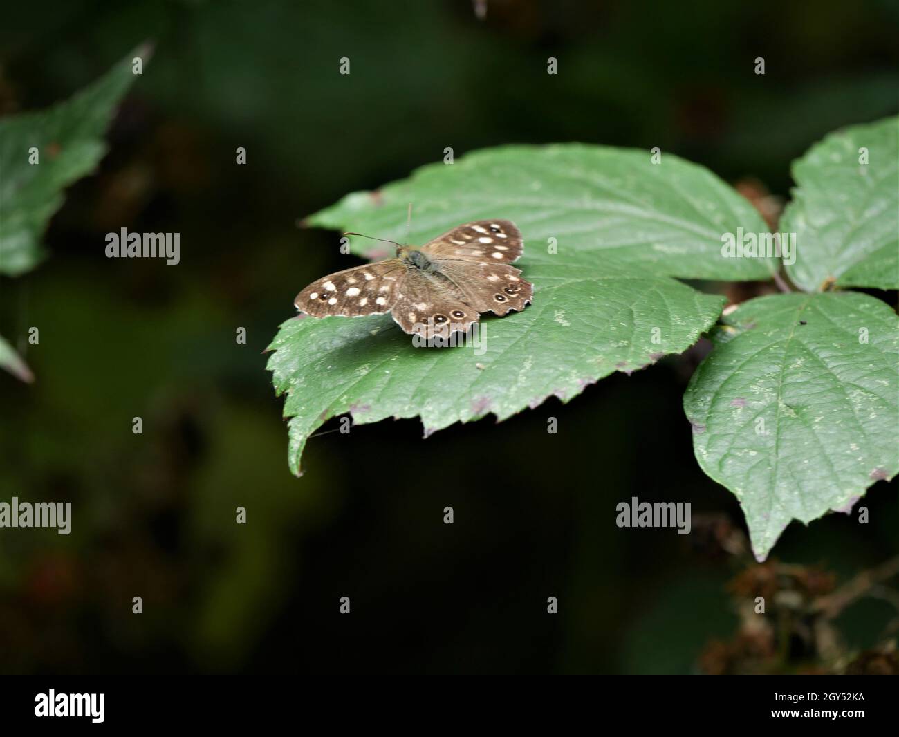 Chiazzato di legno (farfalla Pararge aegeria) Foto Stock