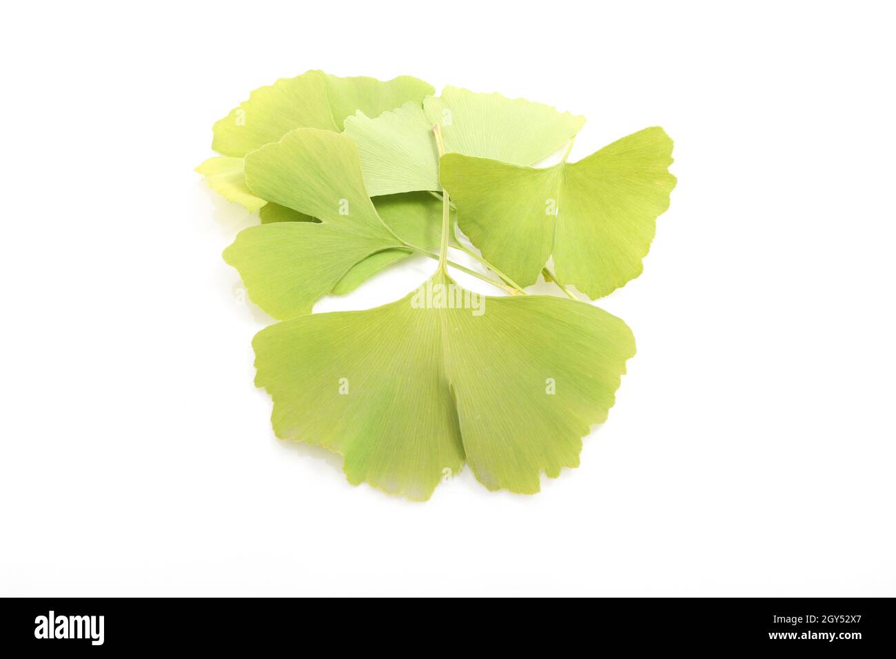 Foglia di Ginkgo biloba isolata su sfondo bianco Foto Stock