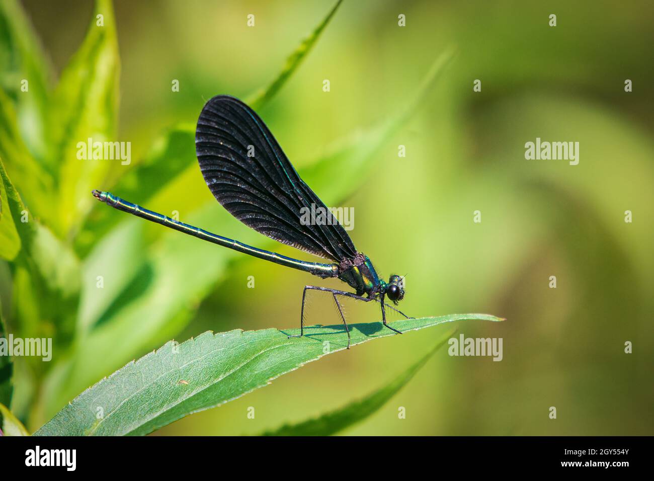 Ho trovato questo raro Hine's Emerald Dragonfly mentre esploravo l'area fen di un'area di Door County Land Trust vicino a Sturgeon Bay Wi. Vicino al lago Michigan Wi. Foto Stock