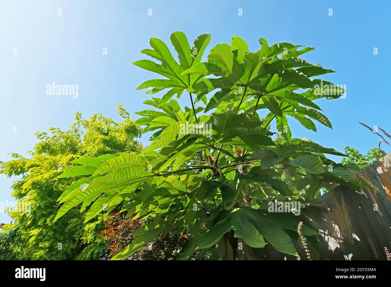 Un grande Tetrapanax Papyrifer (pianta dell'ombrello) in un giardino suburbano inglese. Fotografato dal basso in una giornata estiva soleggiata Foto Stock