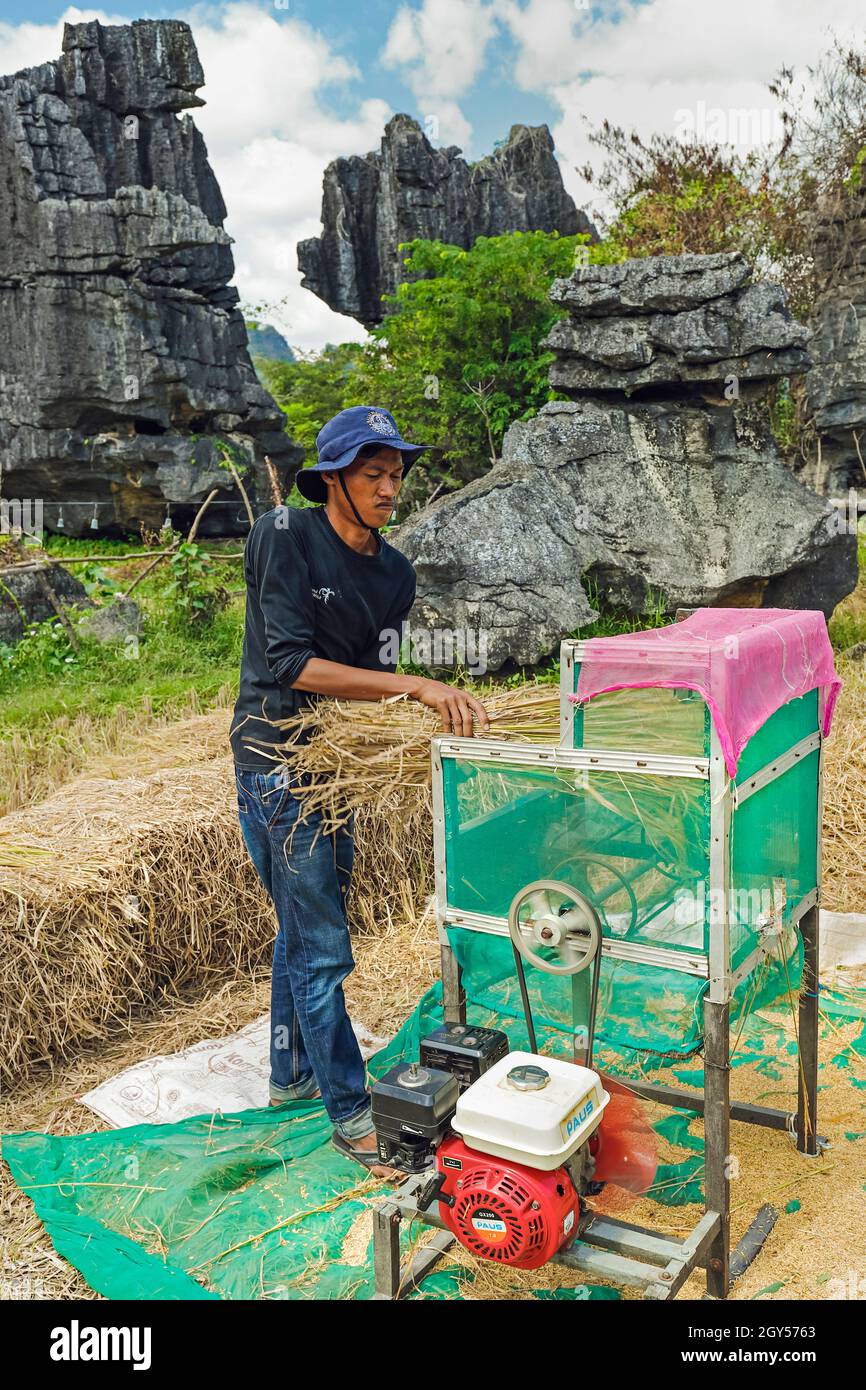 Uomo che batte riso con macchina da rocce calcaree erose tipiche in questa zona carsica, patrimonio dell'umanità dell'UNESCO, Rammang-Rammang, Maros, Sulawesi del Sud, Indonesia Foto Stock