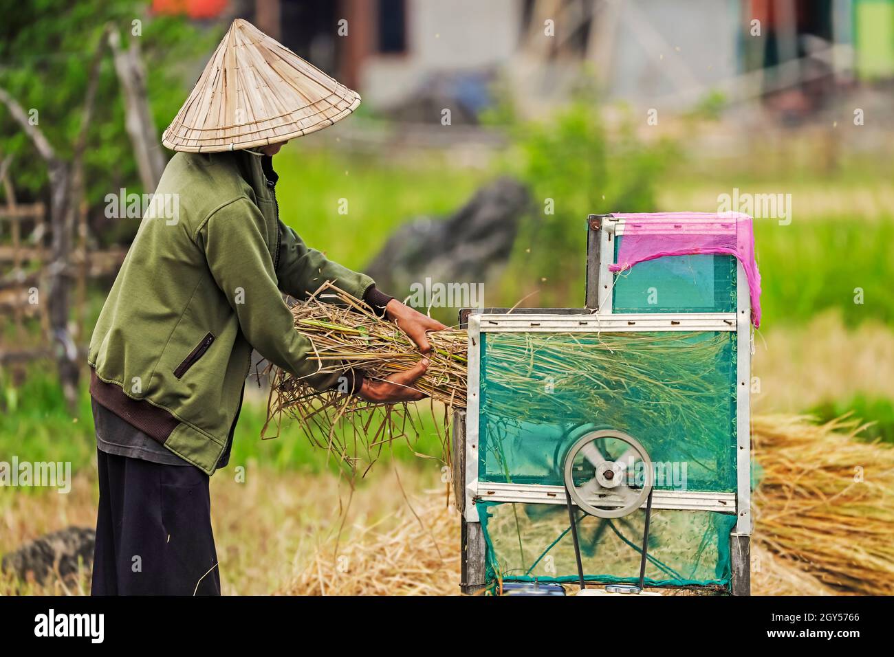 Uomo che batte riso con macchina da rocce calcaree erose tipiche in questa zona carsica, patrimonio dell'umanità dell'UNESCO, Rammang-Rammang, Maros, Sulawesi del Sud, Indonesia Foto Stock