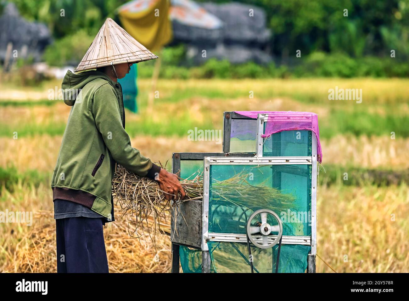 Uomo che batte riso con macchina da rocce calcaree erose tipiche in questa zona carsica, patrimonio dell'umanità dell'UNESCO, Rammang-Rammang, Maros, Sulawesi del Sud, Indonesia Foto Stock