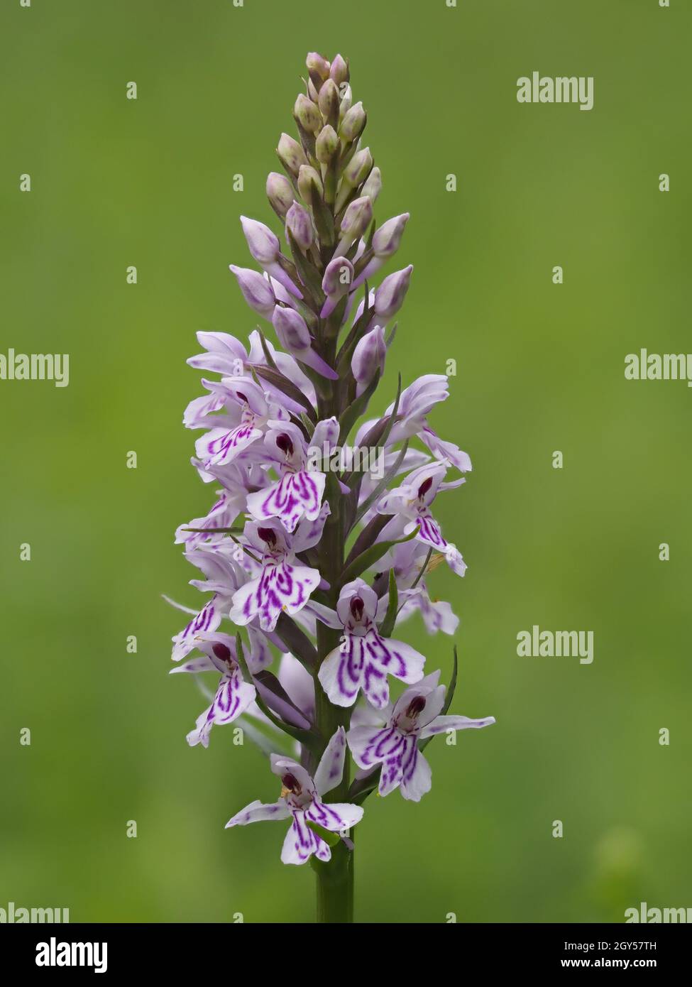Comune Orchidea macchiata (Dactylorhiza fuchsii) Homefield Woods, Buckinghamshire, SSSI Nature Reserve, Stacked Focus Foto Stock