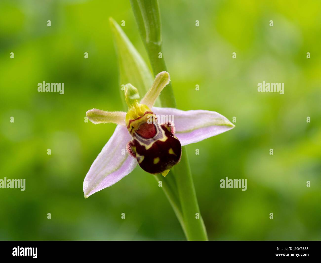 Bee Orchid (Ophrys apifera) Homefield Woods, Buckinghamshire, SSSI Nature Reserve Foto Stock